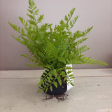 fern plant on faux dirt/root ball base