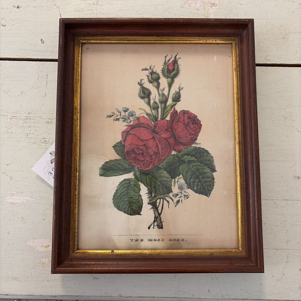vintage framed rose print
