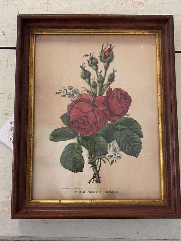 vintage framed rose print