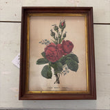 vintage framed rose print