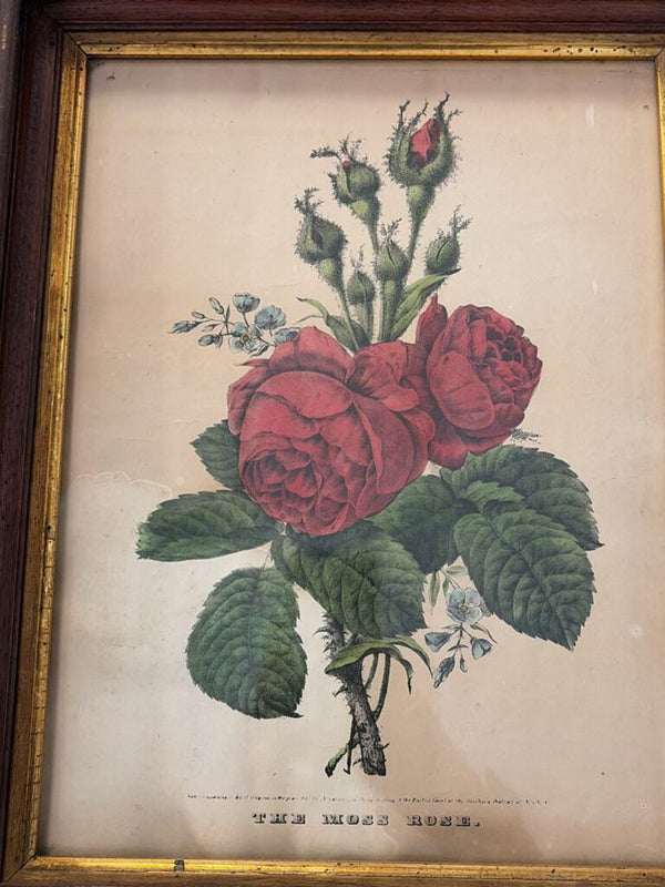 vintage framed rose print