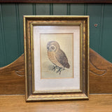 #641 Vintage Gold Framed 7" by 9" Owl Art