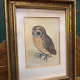 #641 Vintage Gold Framed 7" by 9" Owl Art
