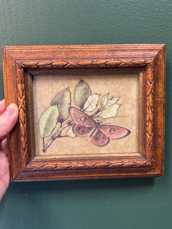 #739 Ornate Wood Framed Moth Picture