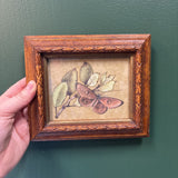 #739 Ornate Wood Framed Moth Picture