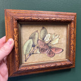 #739 Ornate Wood Framed Moth Picture