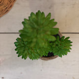 Green Faux Succulent