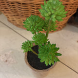 Green Faux Succulent