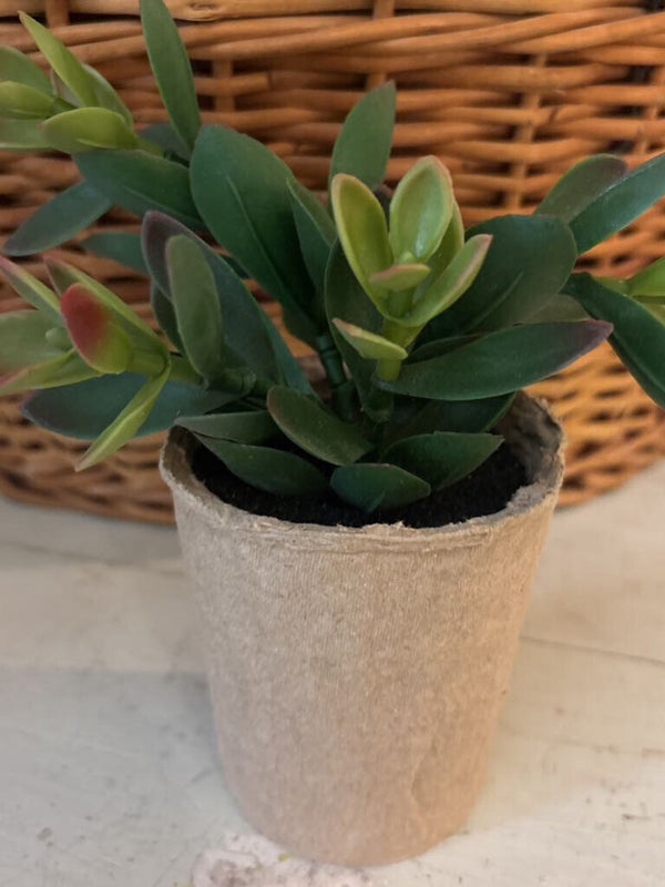 Pink Tip Faux Succulent