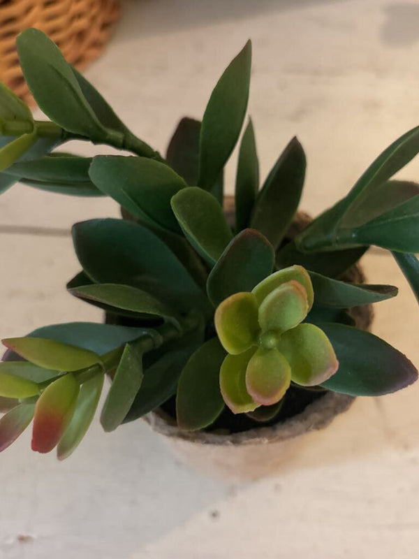 Pink Tip Faux Succulent