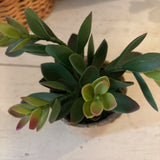 Pink Tip Faux Succulent