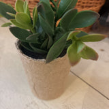 Pink Tip Faux Succulent