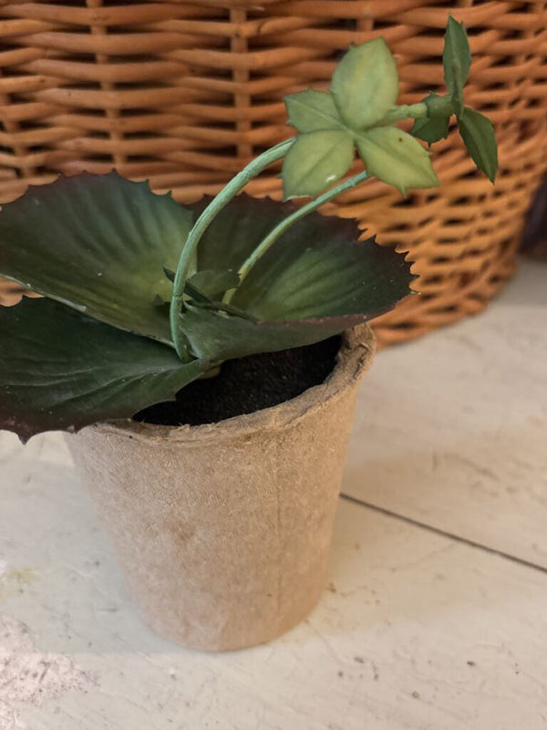 Yellow Tip Faux Succulent