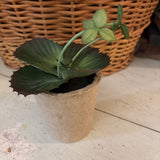Yellow Tip Faux Succulent