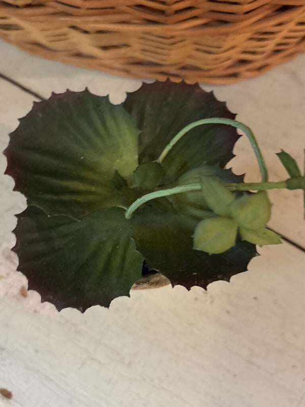 Yellow Tip Faux Succulent