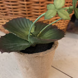 Yellow Tip Faux Succulent