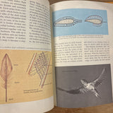 Flying Animals Golden Book