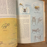 Flying Animals Golden Book
