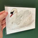 5x7 Elegant White Swan Unframed Art Print