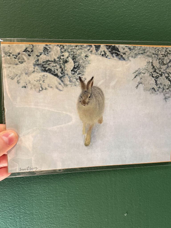 5x7 Snowshoe Hare Unframed Art Print