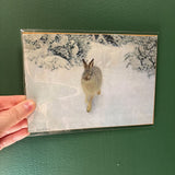 5x7 Snowshoe Hare Unframed Art Print