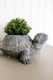 tortoise planter